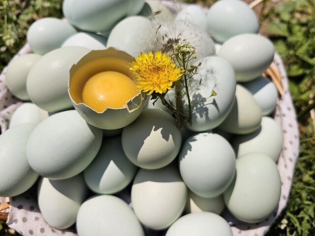 {황태란}, {청계}, {청란}, {유정란}, {청계란}, {달걀}, {청계닭}, {계란}, {자연방사유정란}, {청계알}, {1번계란}, {병아리분양}